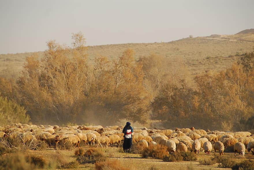Sheep, Shepherd, Farm, Herd, Flock, Animals, Mammals, Livestock, Farmer, Rural, Countryside
