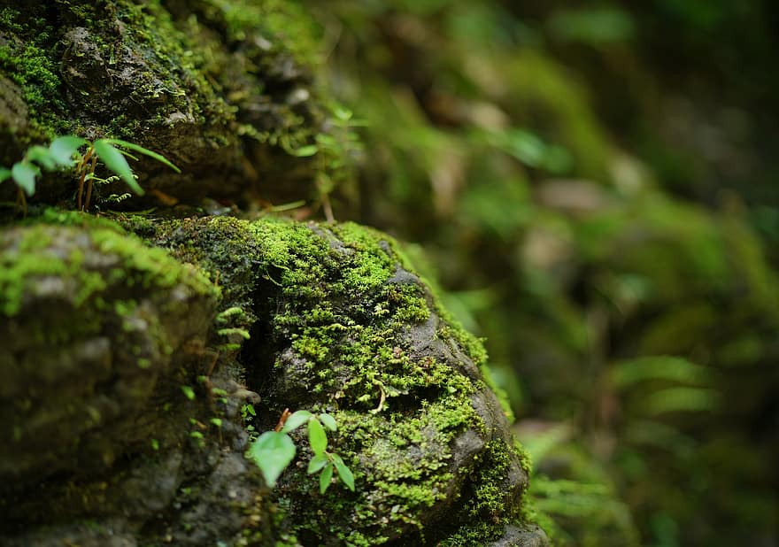 muschio, muro di pietra, parete, roccia, muschio verde, natura