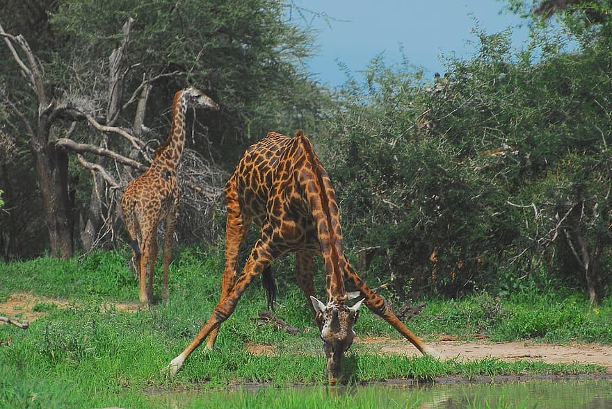 žirafy, zvířat, Příroda, volně žijících živočichů, pití, savců, safari, dlouhé hrdlo, dlouhosrstý, fotografování divoké zvěře, druh