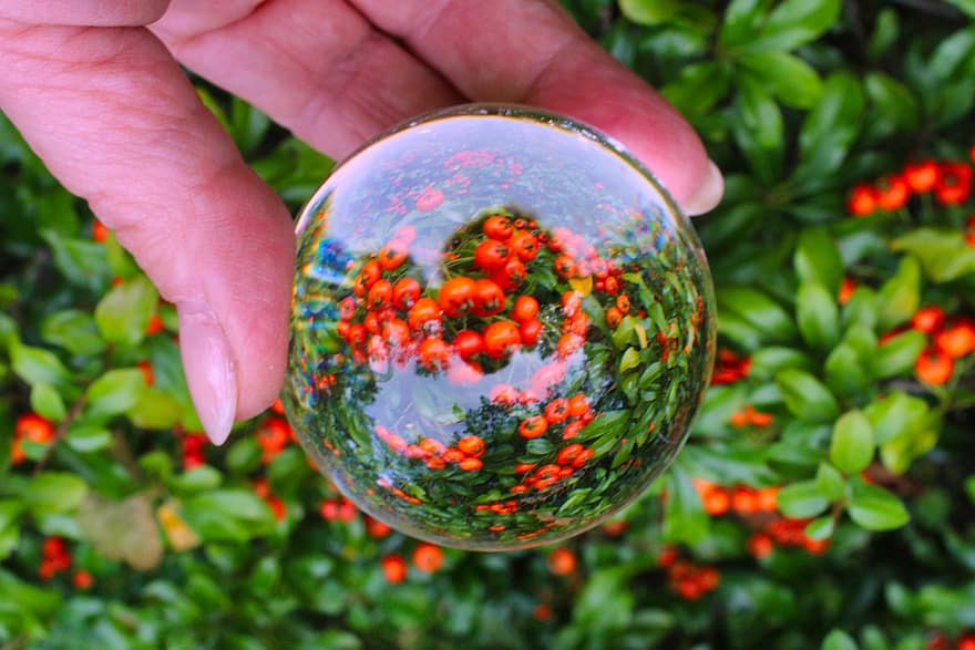 bola de cristal, frutas, planta, lensball, baya, frutas rojas, arbusto, cobertura, naturaleza, reflexión, otoño