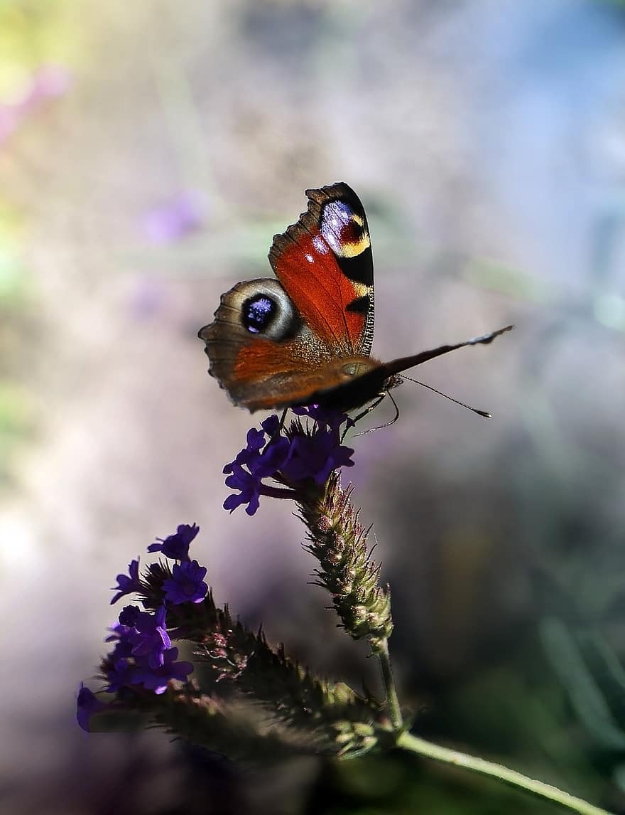 papillon, insecte, féconder, pollinisation, fleur, ailes de papillon, ailé, Lepidopetra, entomologie, la nature, flore