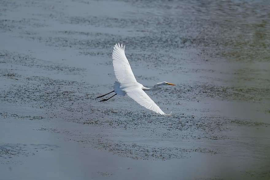 egret, ocell, riu, volant, gran egreta, garza, animal, vida salvatge, ales, plomatge, aigua