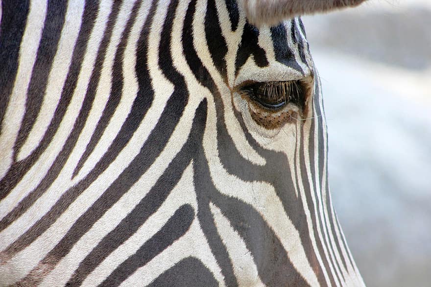 zebra, hoved, øjne, striber, dyr, pattedyr, heste-, dyreliv, vild, tæt på, Zoo