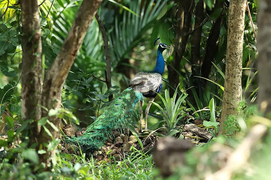 pavone, uccello, peafowl indiano, peafowl blu, animale, natura, foresta