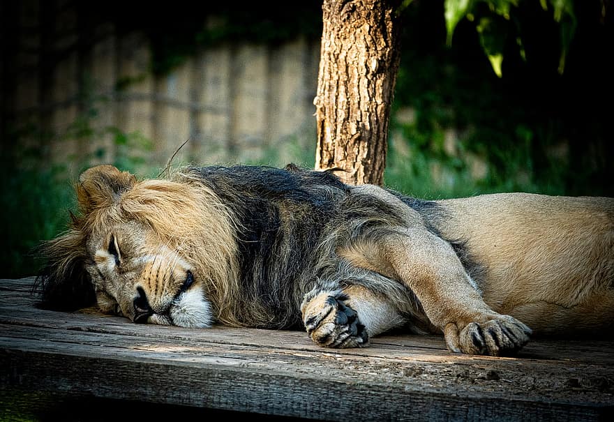 sư tử, con mèo, ngủ trưa, bờm, thú vật, động vật, móng vuốt