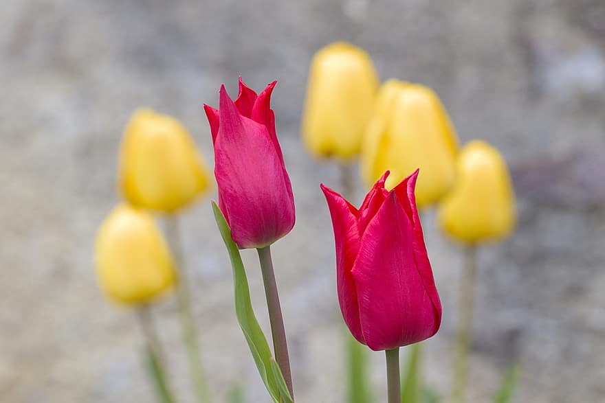 tulipaner, blomster, kronblade, blomstrende, flora, blomsterdyrkning, havebrug, botanik, natur, forår, planter