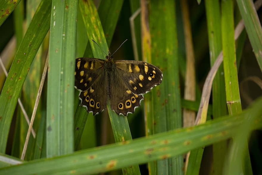 Speckled Wood Butterfly, Butterfly, Grass, Insect, Wings, Leaves, Green, Plant, Nature