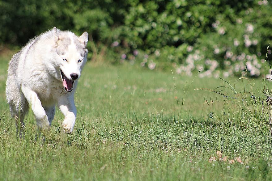 ハスキー、シベリア人、犬、犬歯、ペット、レース、そり犬、ランニング、遊ぶ