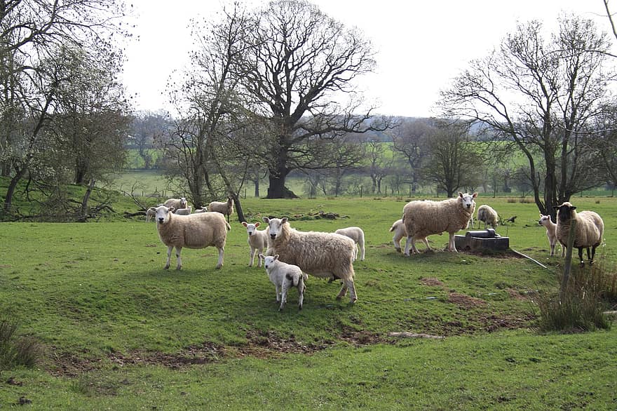 får, lamm, lantlig, jordbruk, boskap, bruka, bete, äng, djur, fält, flock