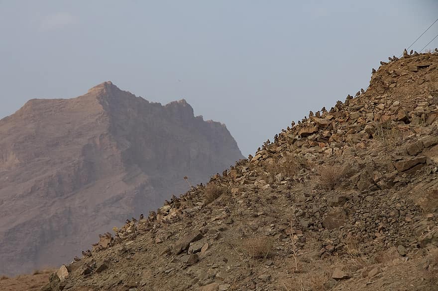 鳥、岩、丘、エスファハーン州、イラン、自然