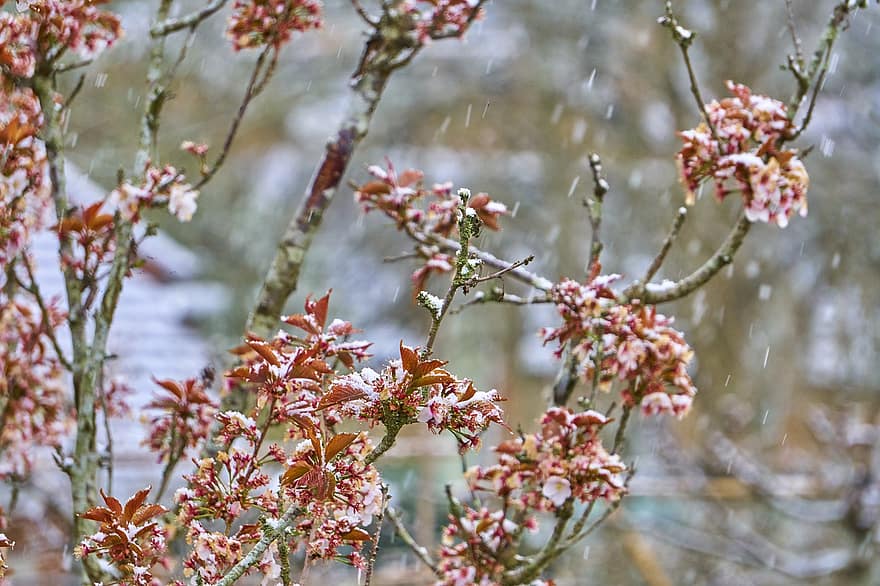 mùa đông, tuyết, những bông hoa, cây, tuyết rơi, sương giá, hoa, chi nhánh, Thiên nhiên, Bramley, Surrey