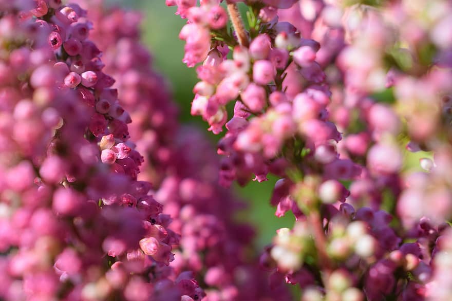 brezo, brezo común, Flores rosadas, naturaleza, flor, flora, macro, de cerca, luz del sol