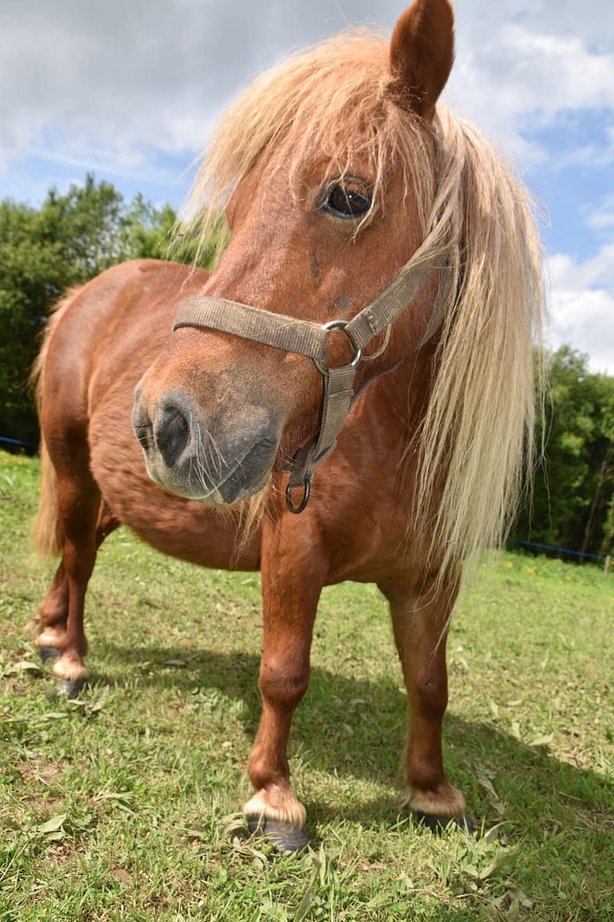 shetland pony, kůň, zvíře, poník, hříva, malý kůň, koňský, savec