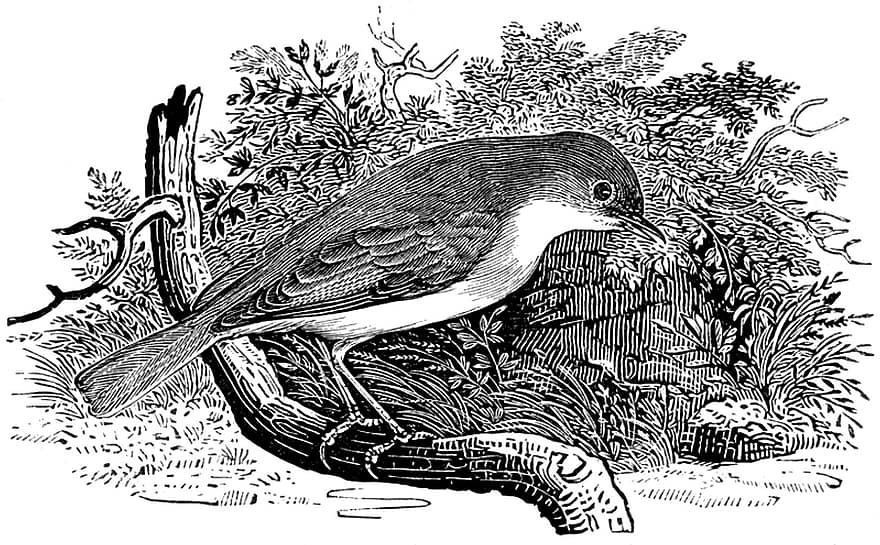 whitethroat, pták, pěnice, bělavec obecný, peří, ave, ptačí, ornitologie, rytina, vinobraní, Příroda