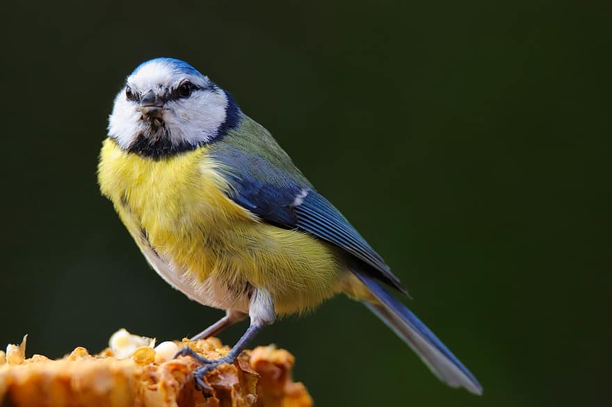 tit biru, burung, hewan, bertengger, dada, margasatwa, burung penyanyi, burung kecil, bulu, bulu burung, mencari makan