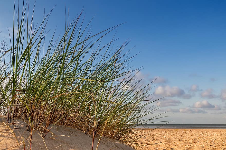 Strand, strand gress, sand, hav, shore