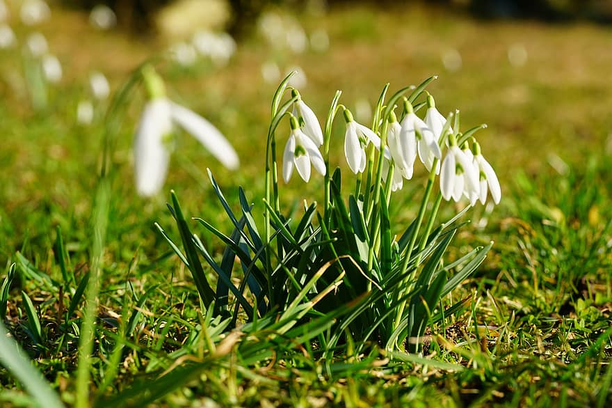 Snowdrops, White Flowers, Meadow, Spring, Nature, green color, grass, plant, springtime, freshness, close-up