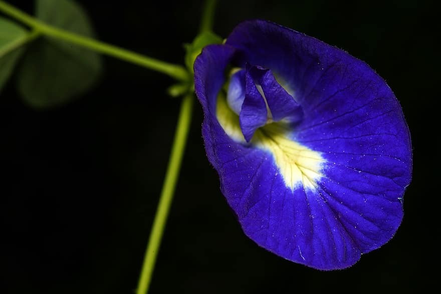 ervilha borboleta, flor, plantar, clitoria, Flor-azul, pétala, natureza