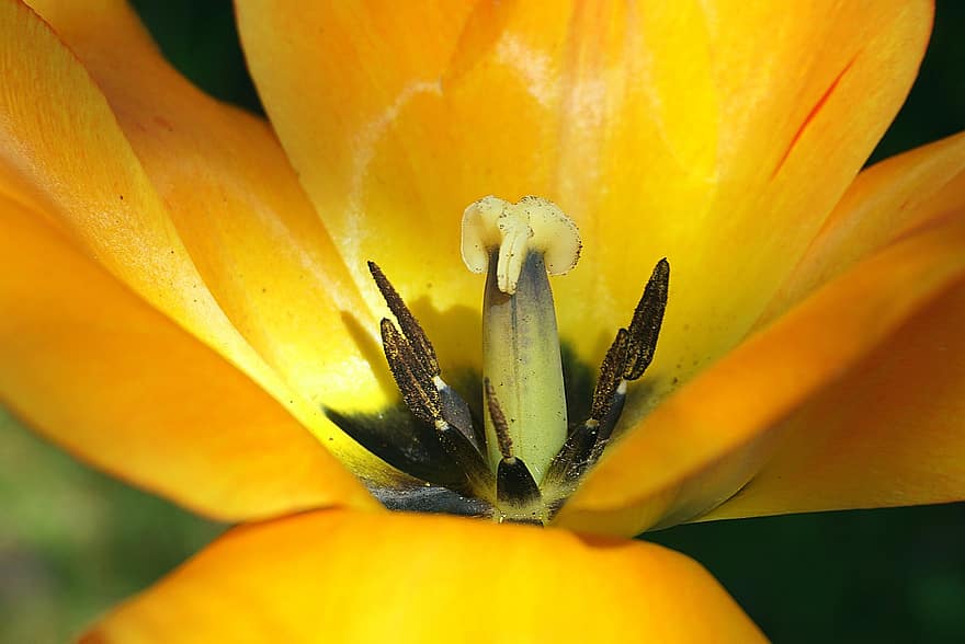 tulipe orange, Orange, fleur colorée, poster, céréale, les plantes, printemps, flore, jardin, la nature, fermer