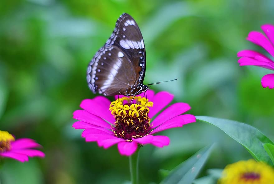 бабочка, цинния, цветок, насекомое, животное, крылья, розовый цветок, завод, сад, природа, крупный план