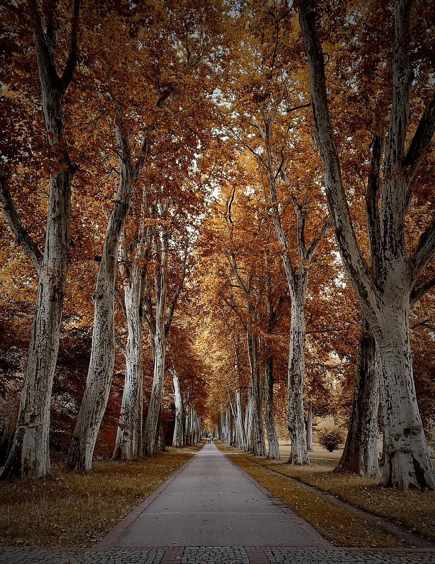 път, далеч, есен, попадат зеленина, дървета, кръпка, парк, в