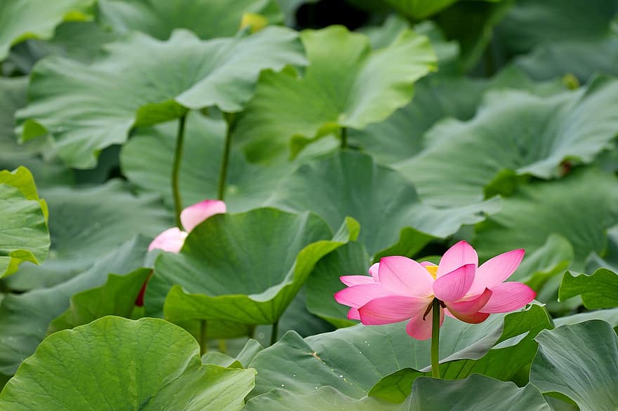lotus, flor, flor de lotus, flor rosa, fulles, pètals, pètals de color rosa, florir, planta aquàtica, flora