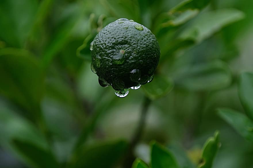 meyve, taze, yağmur damlası, tazelik, yeşil renk, kapatmak, Yaprak, narenciye, bitki, organik, Gıda