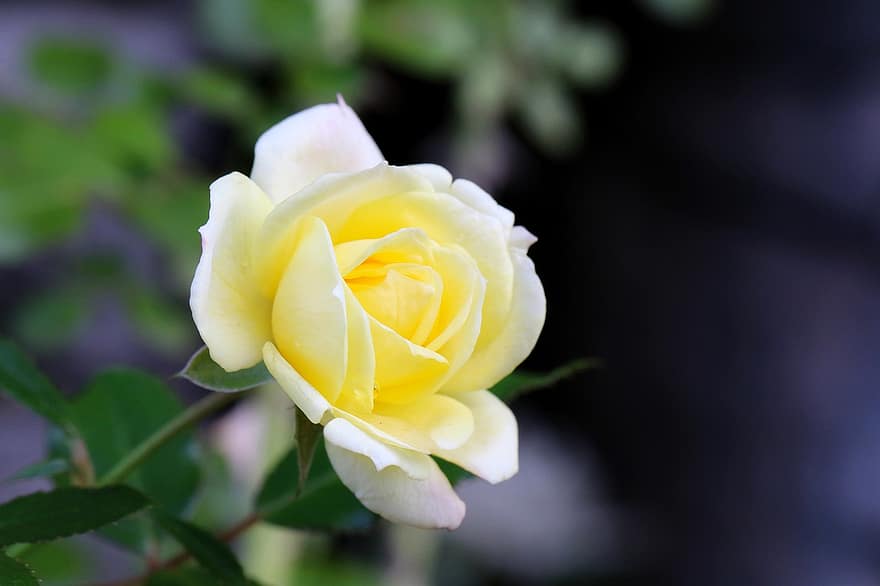 naturaleza, Rosa, pétalos, flor, flor amarilla, Rosa amarilla, floración, planta floreciendo, planta ornamental, planta, flora
