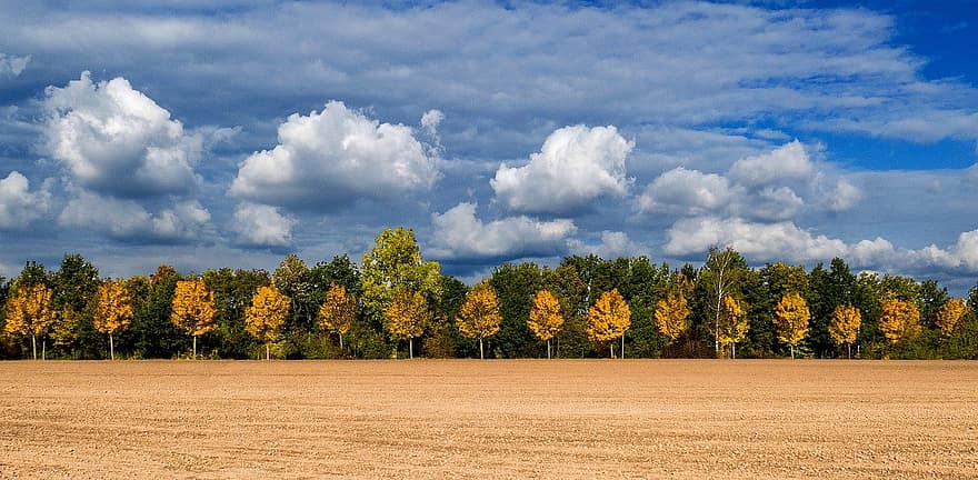 pole, jesień, drzewa, żółty, drzewo, las, scena wiejska, pora roku, niebieski, krajobraz, lato