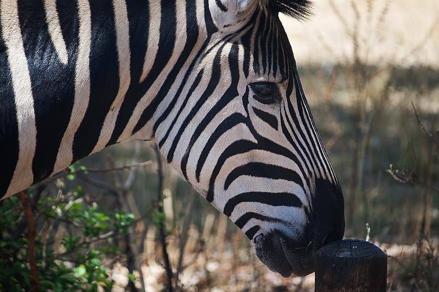 zebra, dyr, hoved, burchells zebra, pattedyr, heste-, planteæder, dyreliv, vild, sniffing