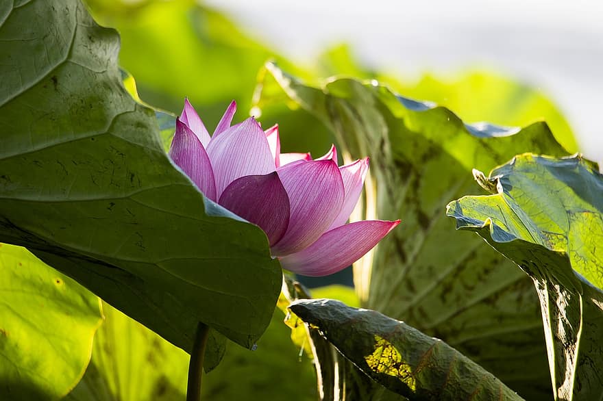 Lotus, Blume, Lotus Blume, pinke Blume, Lotus verlässt, Blütenblätter, rosa Blütenblätter, blühen, Wasserpflanze, Flora