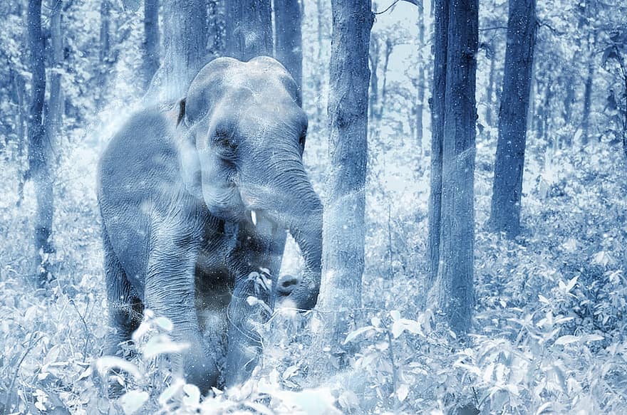 слон, сніг, мистецтво, Вінтаж, зима, природи, тварина, декоративні