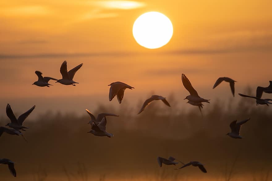 gaivotas, passarinhos, nascer do sol, animais, gaivotas de cabeça preta, vôo, animais selvagens, manhã, alvorecer, natureza