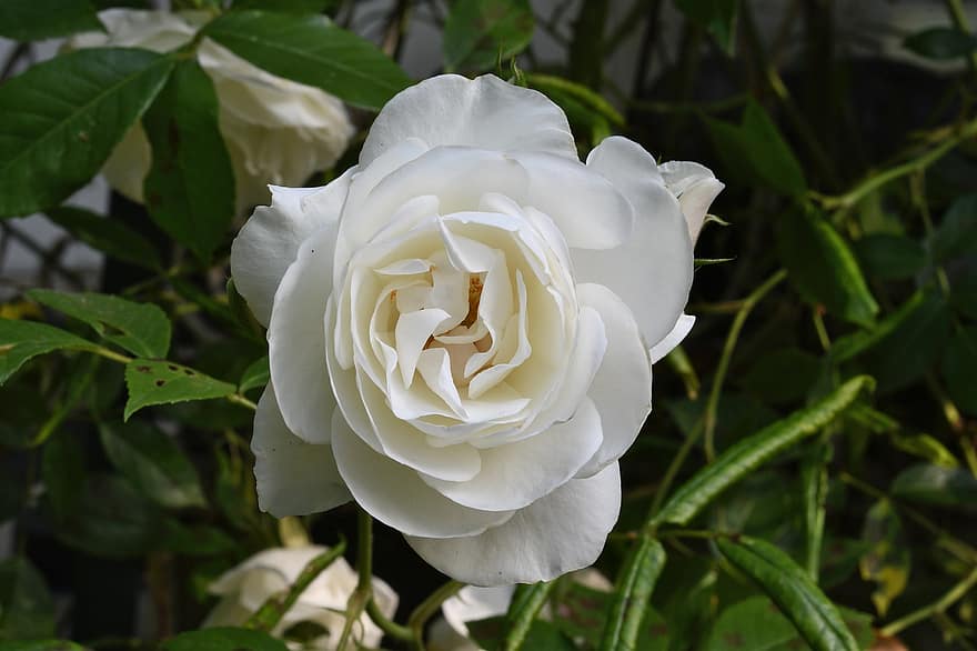 квітка, троянда, Біла троянда, цвітіння троянди, пелюстки, Рослина, пелюстки троянд, цвітіння, флора, природи, пелюстка