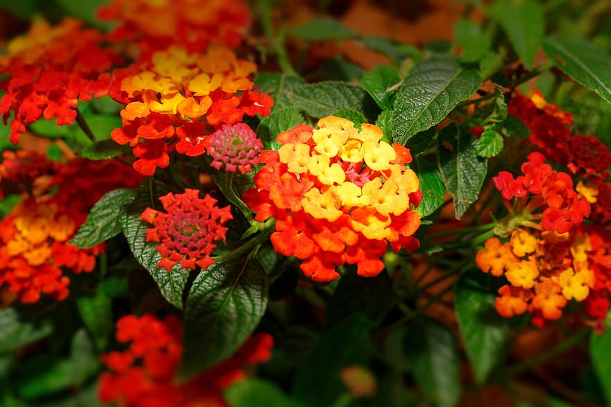 blomma, färgrik, dekorativ, trädgård, Lantanas, lantana blomma, makro, närbild, orange, lila