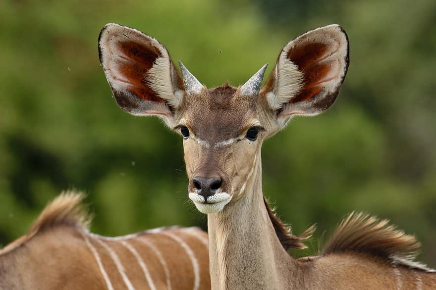 kudu, animal, antílope, mamífero, natureza, animais selvagens, animal selvagem, fotografia da vida selvagem, madeiras