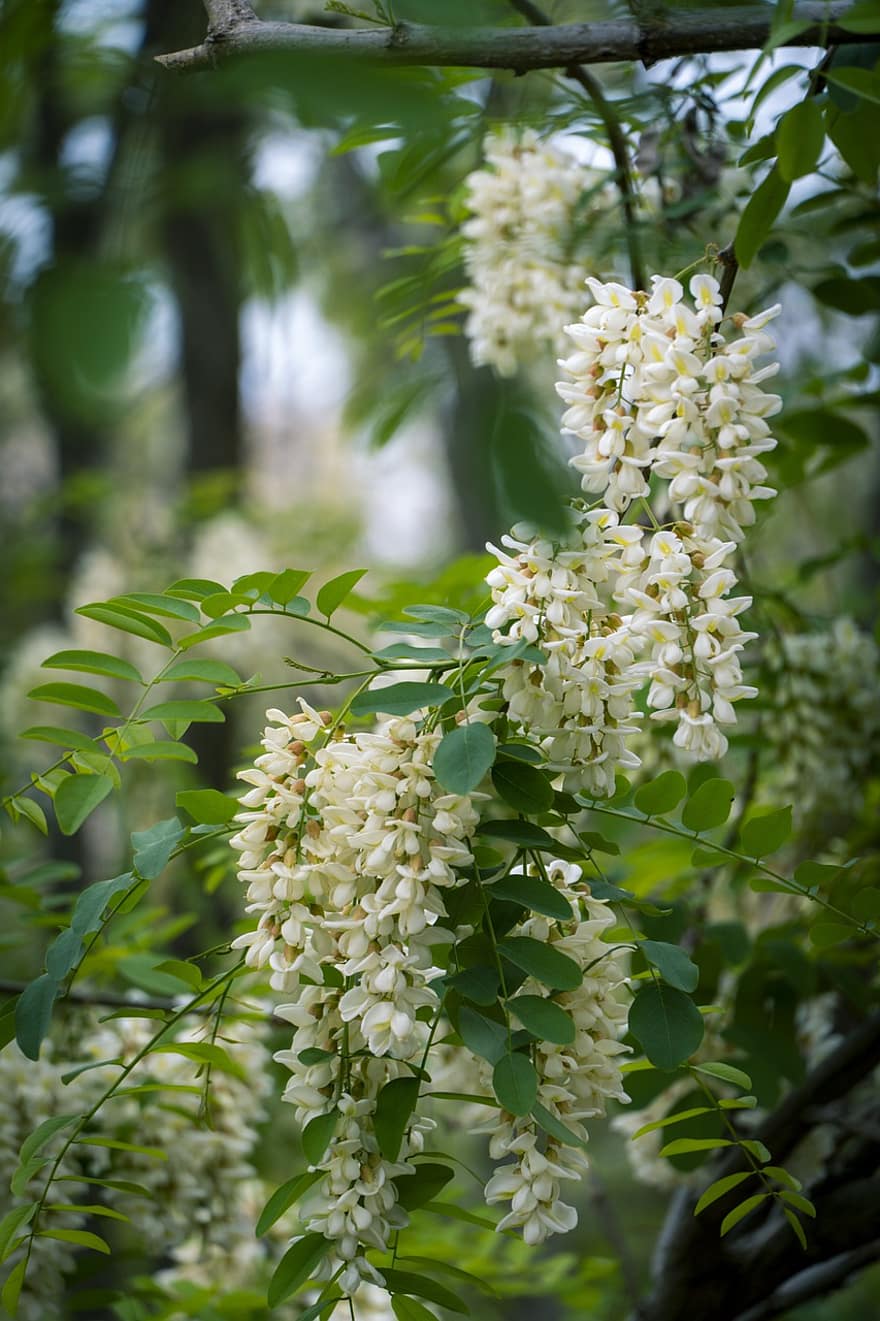 Japońskie drzewo pagodowe, Sophora Japonica, kwiaty, Natura