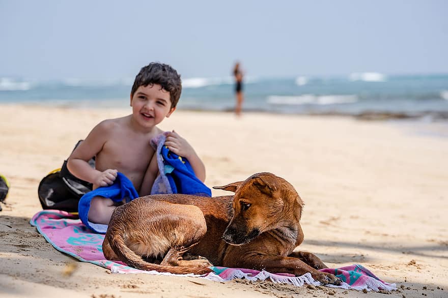 strand, hav, hund, kæledyr, barn, sjovt, sand, ferie, ocean, dreng, lykkelig