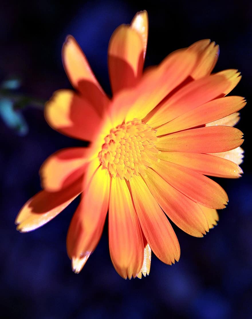 marigold, bunga, taman
