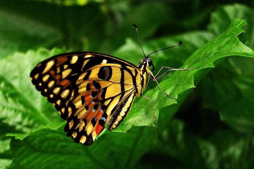 Butterfly, Day, Leaves, Nature, Colorful