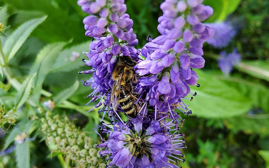 méh, rovar, beporoz növényt, beporzás, virágok, szárnyas rovar, szárnyak, természet, hymenoptera, rovartan