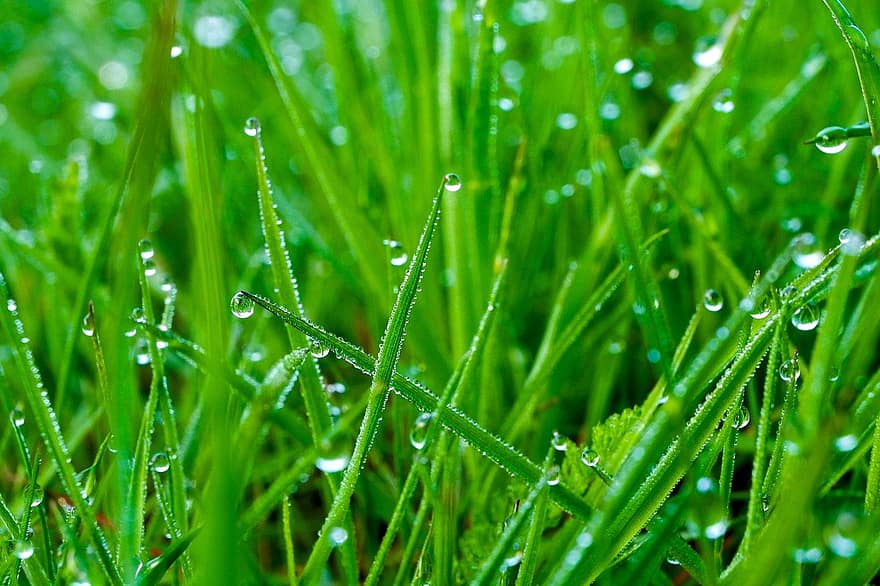 Dew, Drops, Water, Macro, Grass, Green, green color, plant, close-up, freshness, drop