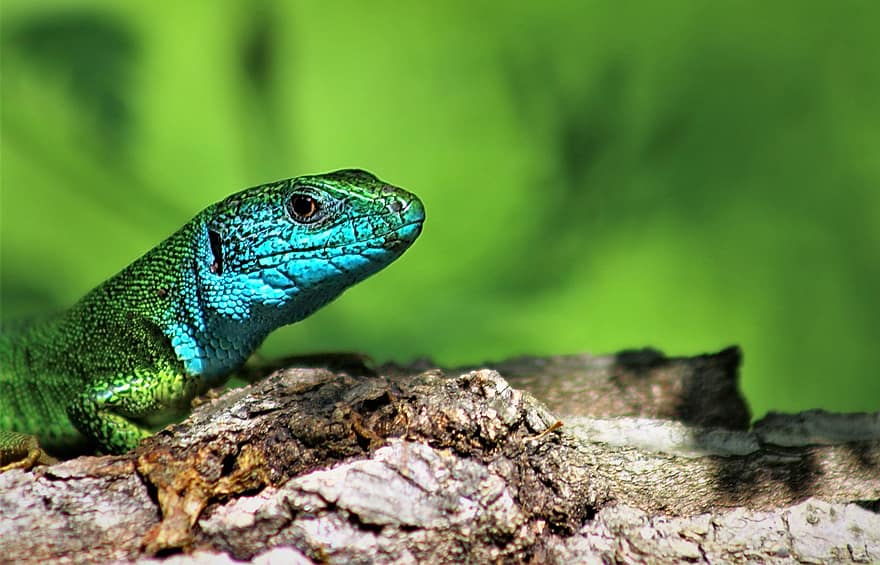 Lizard, Nature, Summer, Reptile, Green
