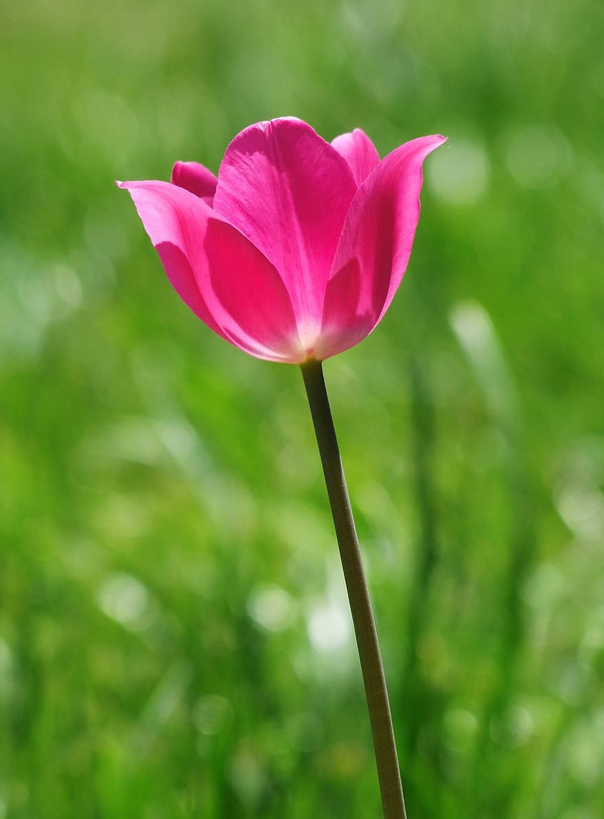 tulipano, fiore, pianta, tulipano rosa, fiore rosa, fioritura, fiorire, pianta ornamentale, flora, natura, giardino