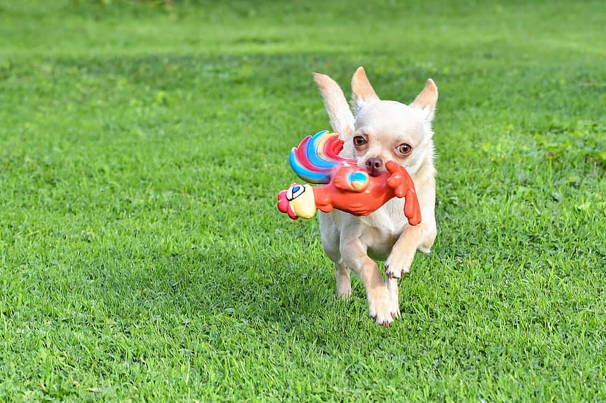 Dog, Running, Pet, Playing, Animal, Chihuahua, Domestic Dog, Canine, Mammal, Cute, Adorable