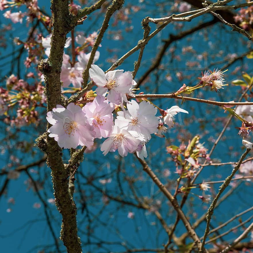 kersenbloesem, bloemen, de lente, Japanse kersenbloesem, roze bloemen, sierkers, sakura, bloeien, bloesem, natuur, tak