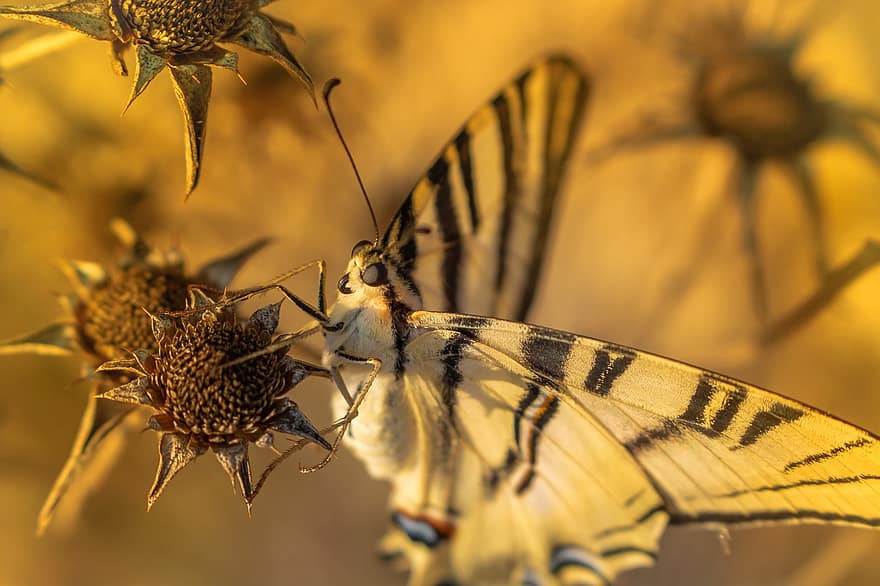 бабочка, крылья бабочки, опылять, опыление, крылатый, насекомое, чешуекрылые, энтомология, природа, монарх, мир животных