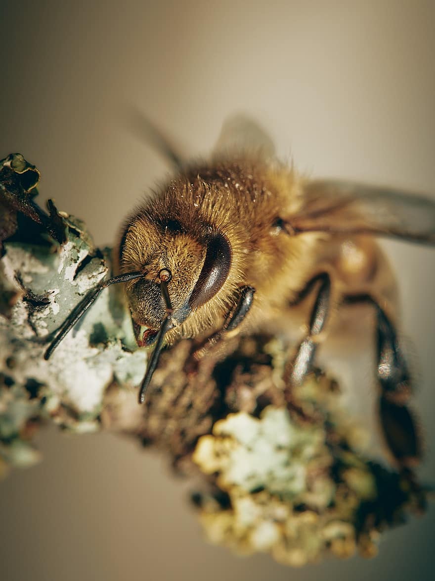 včela, hmyz, antény, včelí med, fauna, zahrada, Příroda