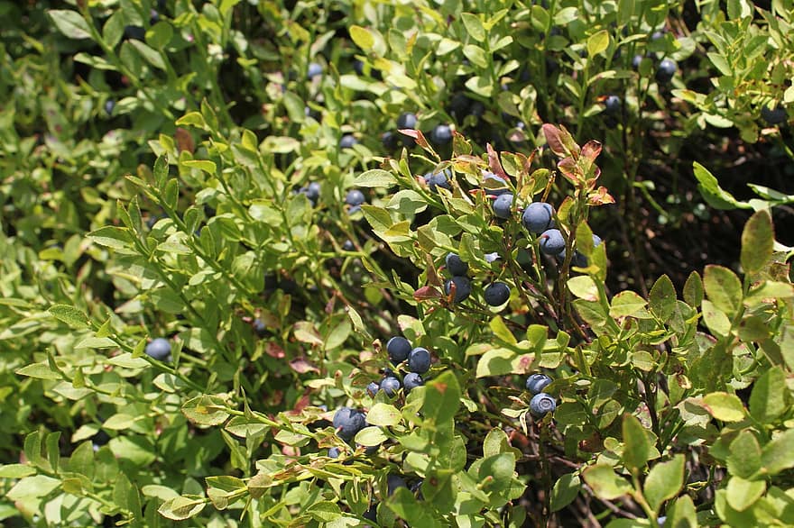 Blueberries, Fruits, Plant, Berries, Leaves, Branch, Food, Organic, Nature