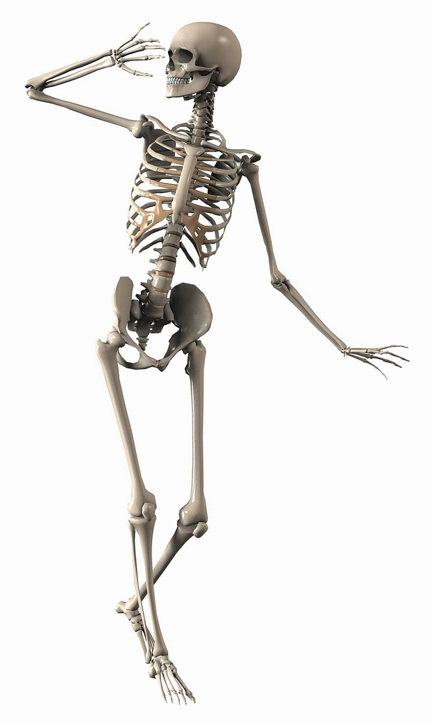 kerangka, wanita, endoskeleton, Kerangka Internal, tulang, Kerangka Memasak, seni digital, 3d, pose, berpose, Visualisasi 3d